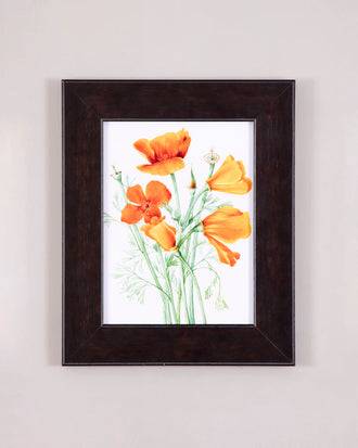 California Poppy