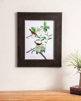 Maryland Yellow Throat Bird