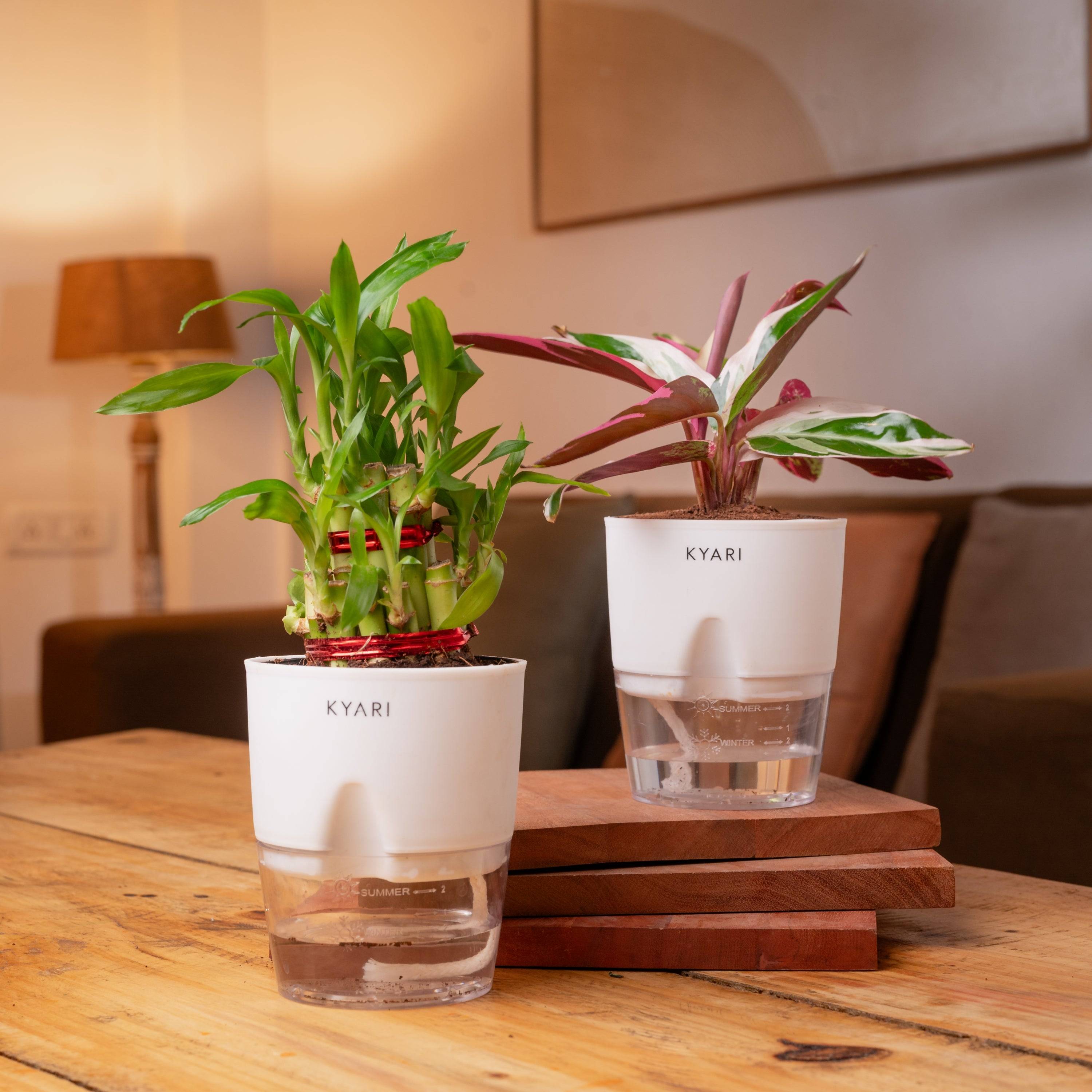 Lucky Bamboo & Calathea Triostar Self Watering Pot