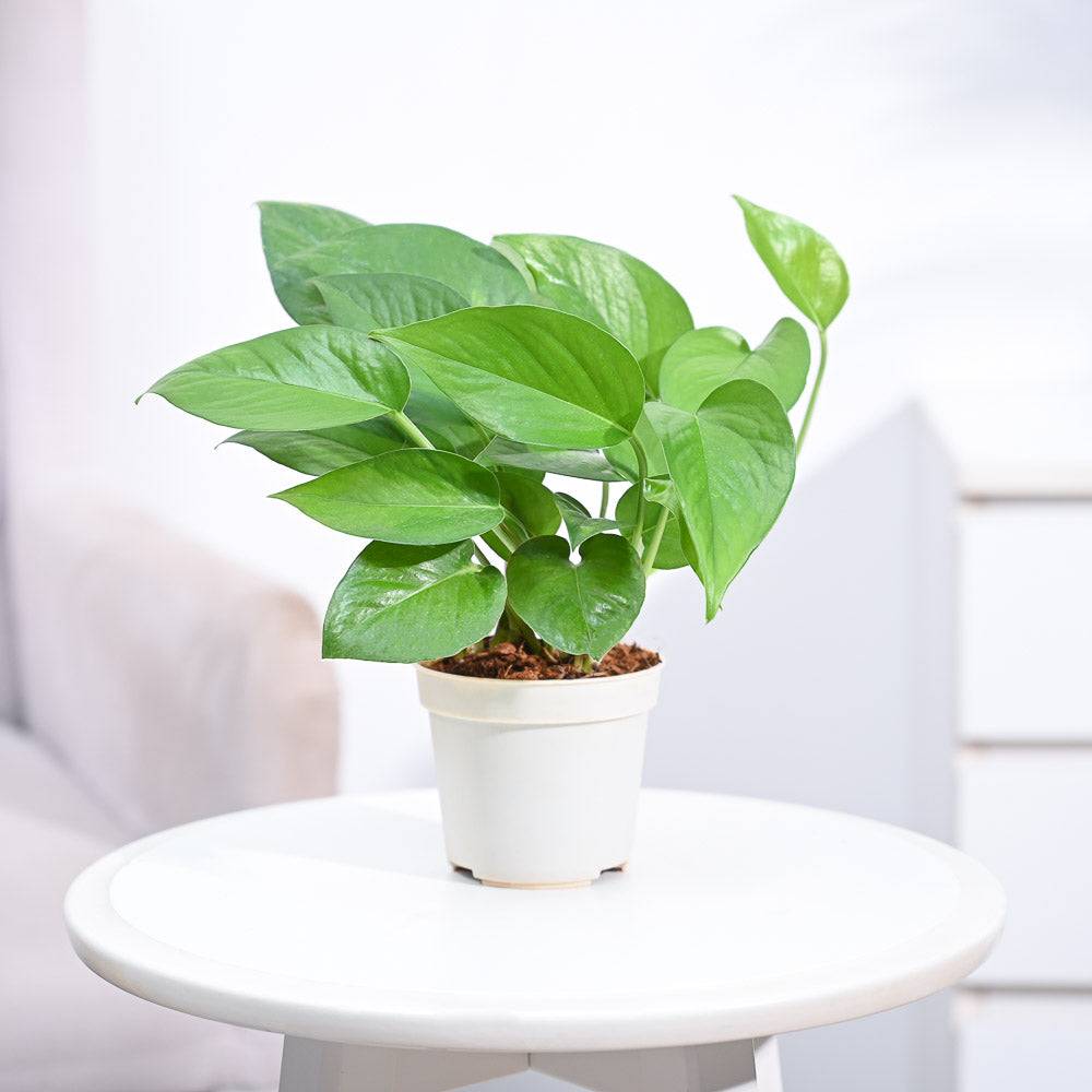 Money Plant Green