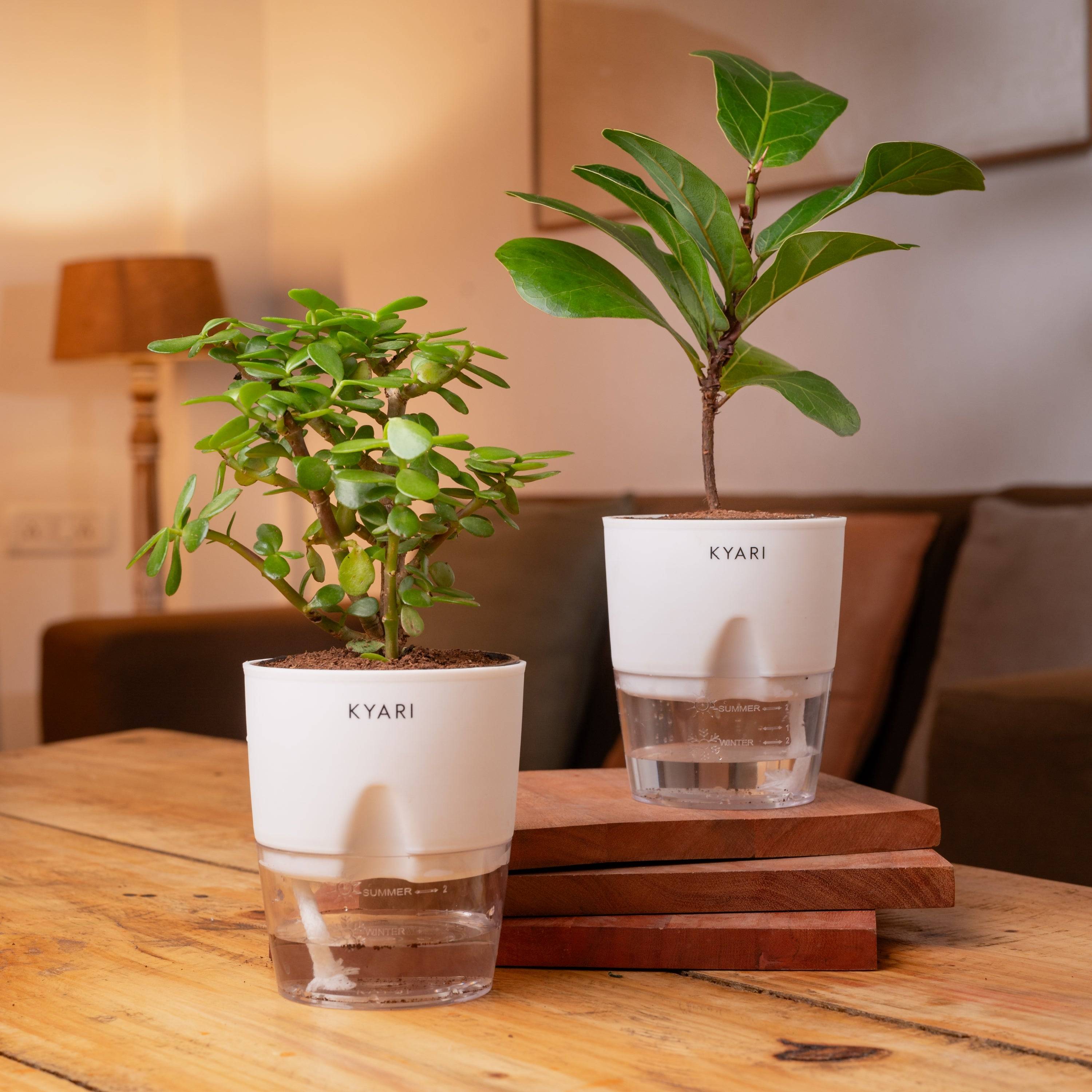 Fiddle Fig & Lucky Jade Plant Combo Self Watering Plant