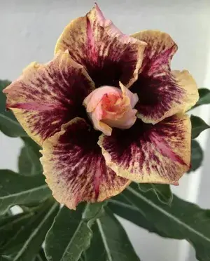 Gorgeous Adenium Rare Variety Flower Plant For Home Garden (Pack Of 1) Buy @ ₹499