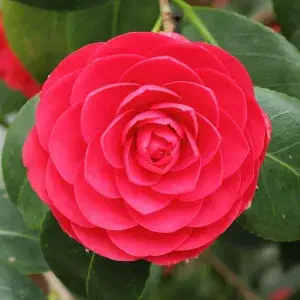 Camellia (Grafted) Red  Flower Live Plant & Tree For Shrub/Bush/Home Garden (Hybrid, Pack Of 1) Buy @ ₹499
