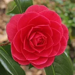 Camellia (Grafted) Red  Flower Live Plant & Tree For Shrub/Bush/Home Garden (Hybrid, Pack Of 1) Buy @ ₹499