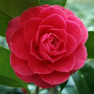 Camellia (Grafted) Red  Flower Live Plant & Tree For Shrub/Bush/Home Garden (Hybrid, Pack Of 1) Buy @ ₹499