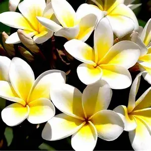 Thai (Grafted) Plumeria White Flower Plant (Pack Of 1) Buy @ ₹499
