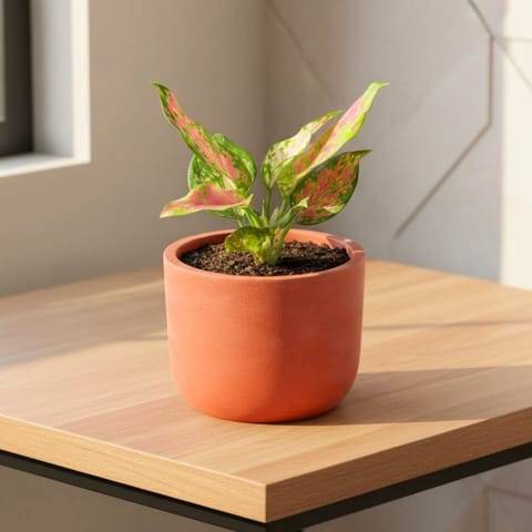 Gift Ready - Aglaonema Pink Dalmation in 4 inch Aaroh Maati Pot - Modern Curved Handcrafted Appeal - comes in a beautiful gifting bag