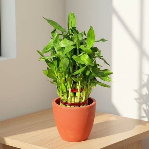 Gift Ready - Bamboo in 4 inch Neer Maati Pot - Smooth Curved Artisanal Finish - comes in a beautiful gifting bag