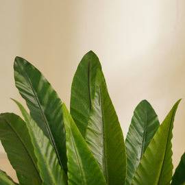 Green Artificial Birds Nest Fern Potted Plant