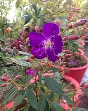 Tibouchina Urvilleana Flowering Live Plant For Home Gardening (Pack Of 1) Buy @ ₹499