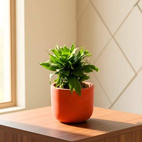 Dracaena Compecta in 4 inch Aaroh Maati Pot - Modern Curved Handcrafted Appeal
