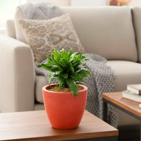 Dracaena Compecta in 4 inch Shilp Maati Pot - Chic Small Pot for Decor Corners
