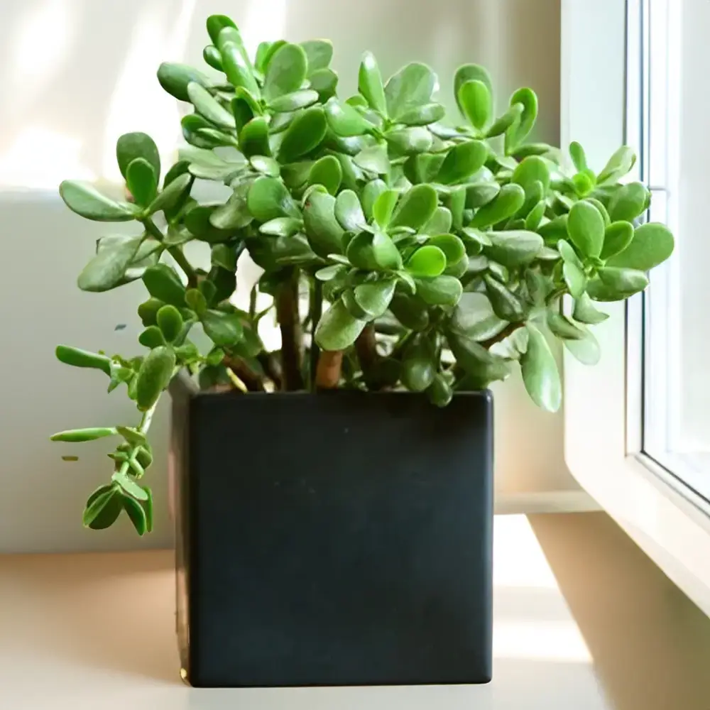 Dwarfy Jade Plant