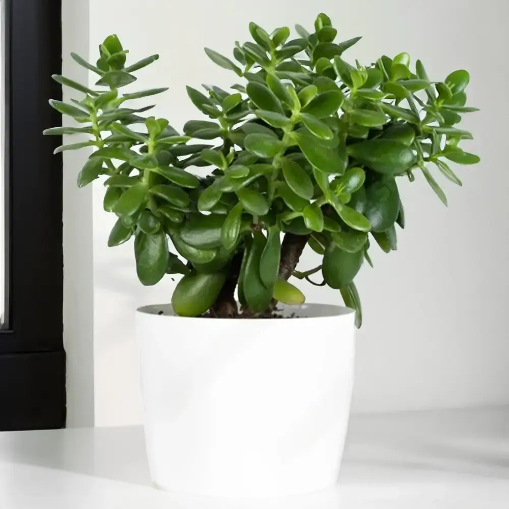 Viable Jade Plant