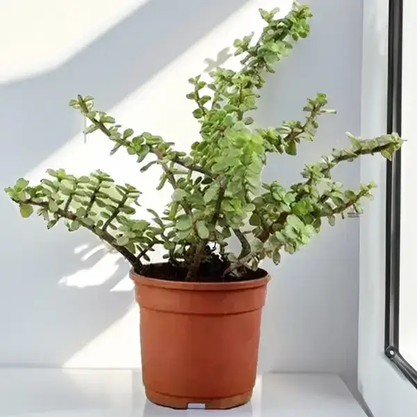 Thick  Jade Plant