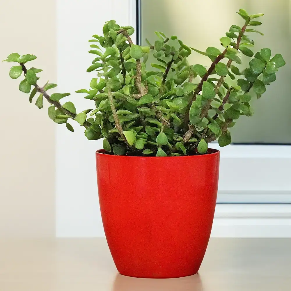 Jade Plant in a plastic pot