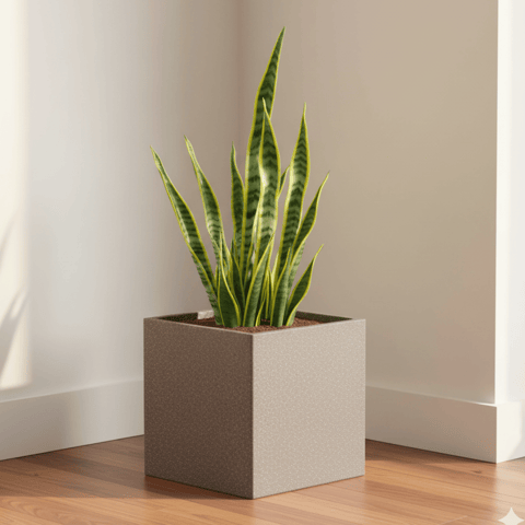 Snake Green Long  in 8 X 8 Inch Grey Premium Kyvos Fiberglass Planter