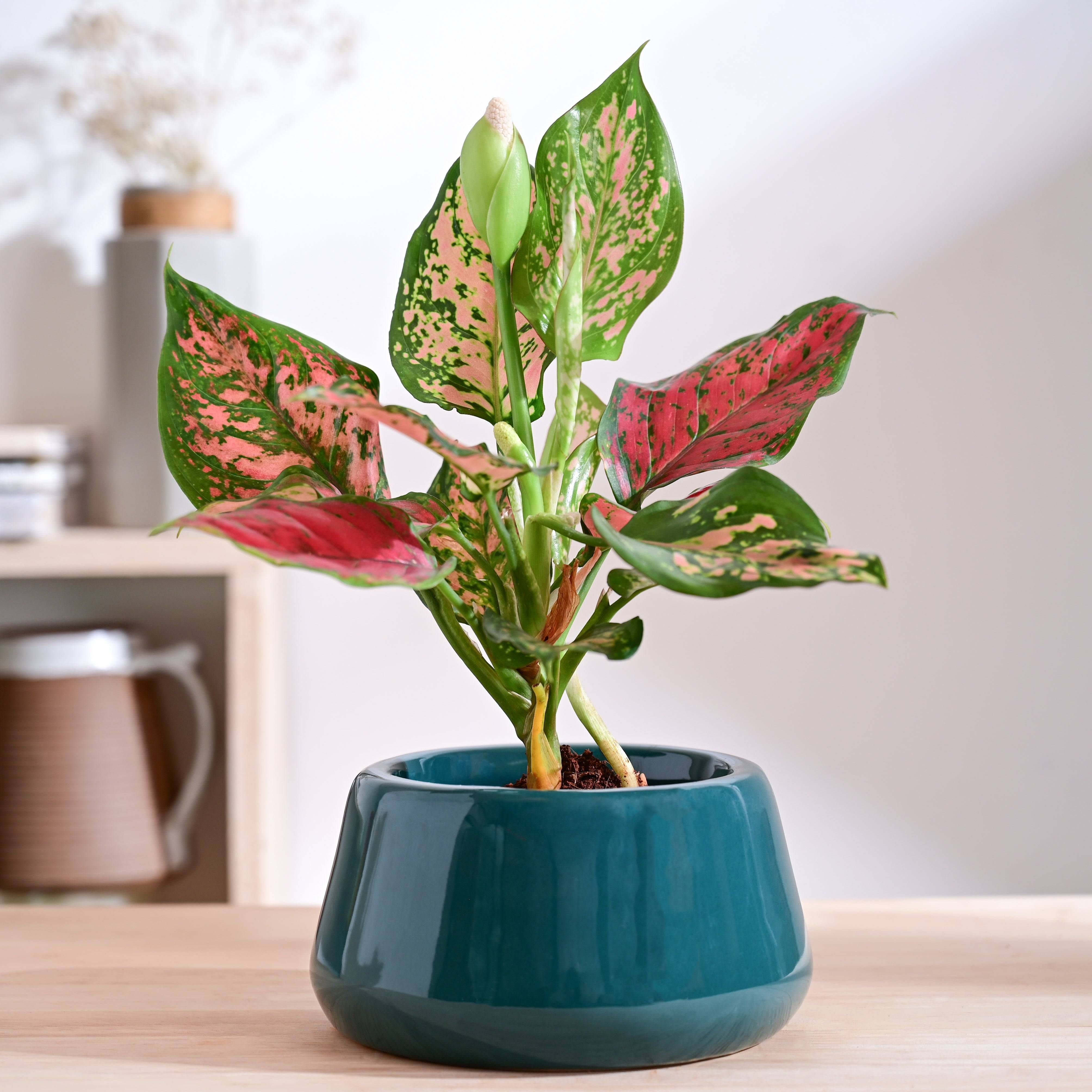 Tulip Fantasy Bowl Ceramic Planter