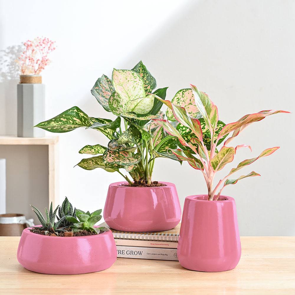 Tulip Fantasy Bundle - Magenta