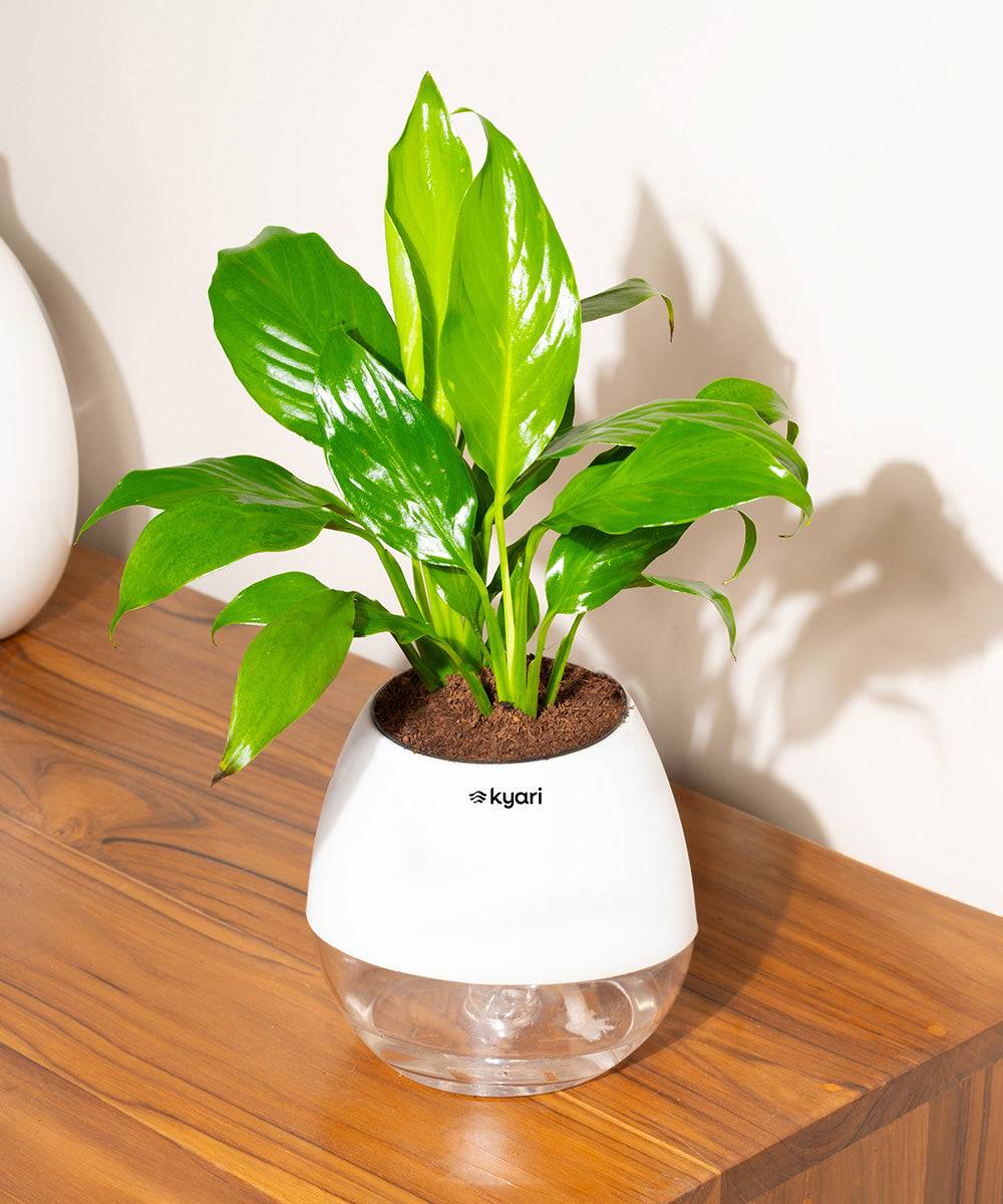 Peace Lily Plant With Self Watering Pot