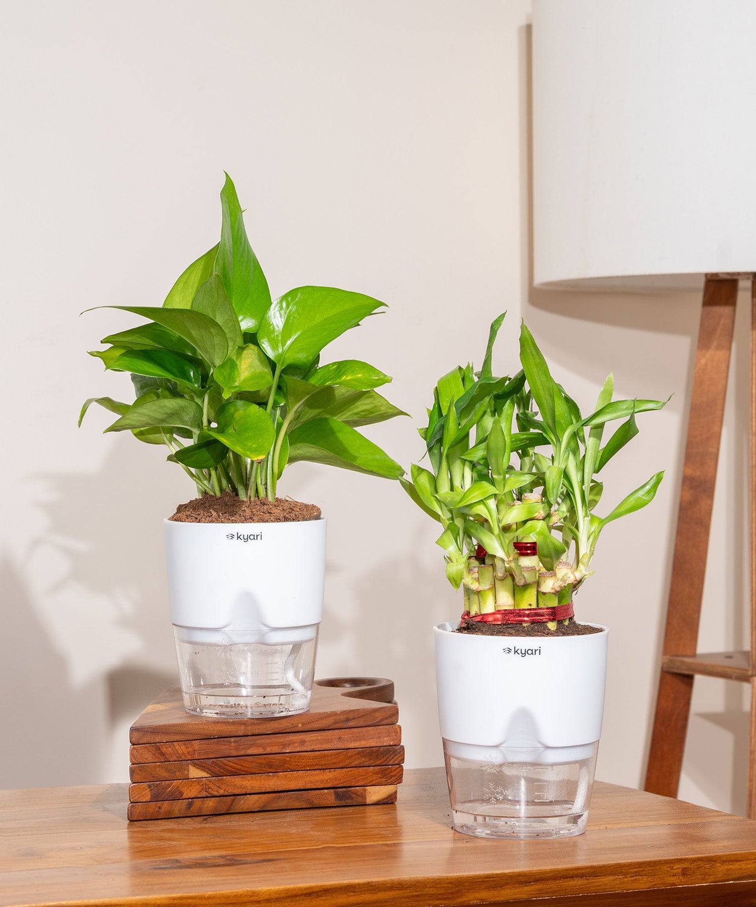 Set of 2 - Money Variegated & Lucky Bamboo Plant