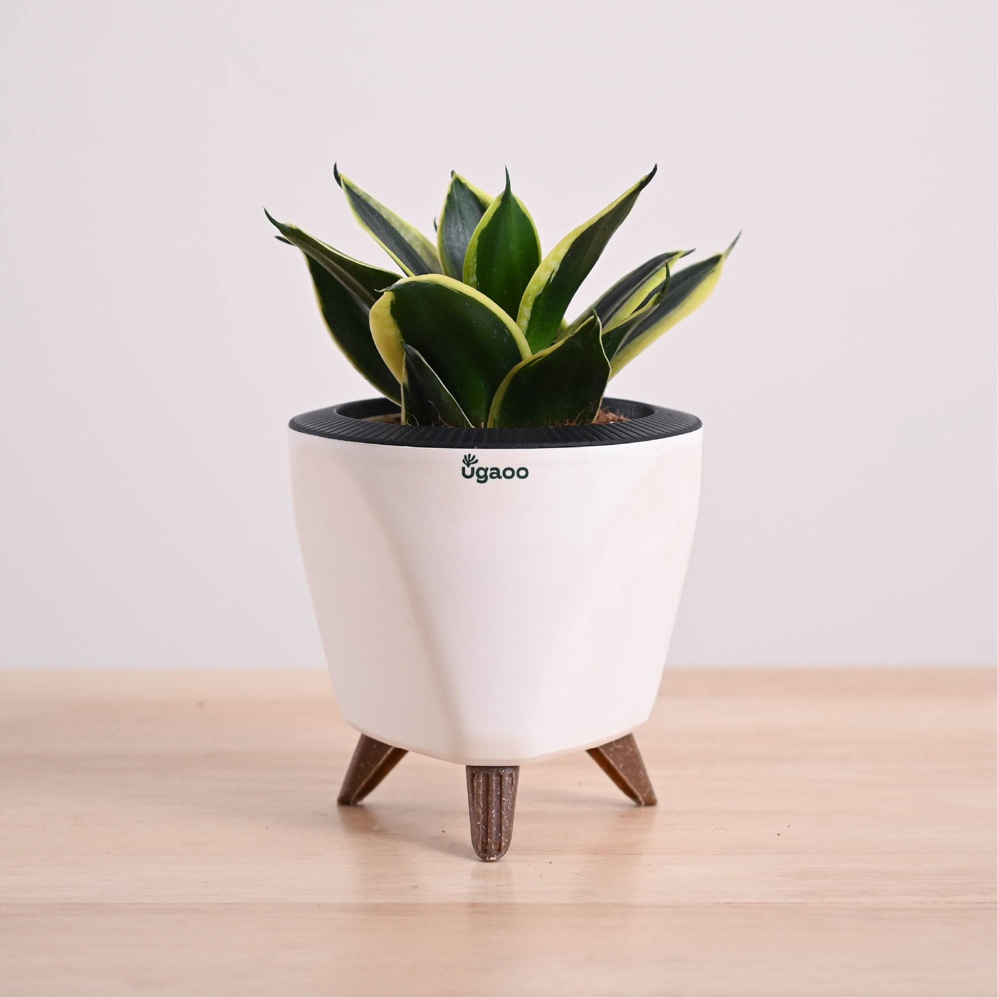Snake Plant - Golden Hahnii