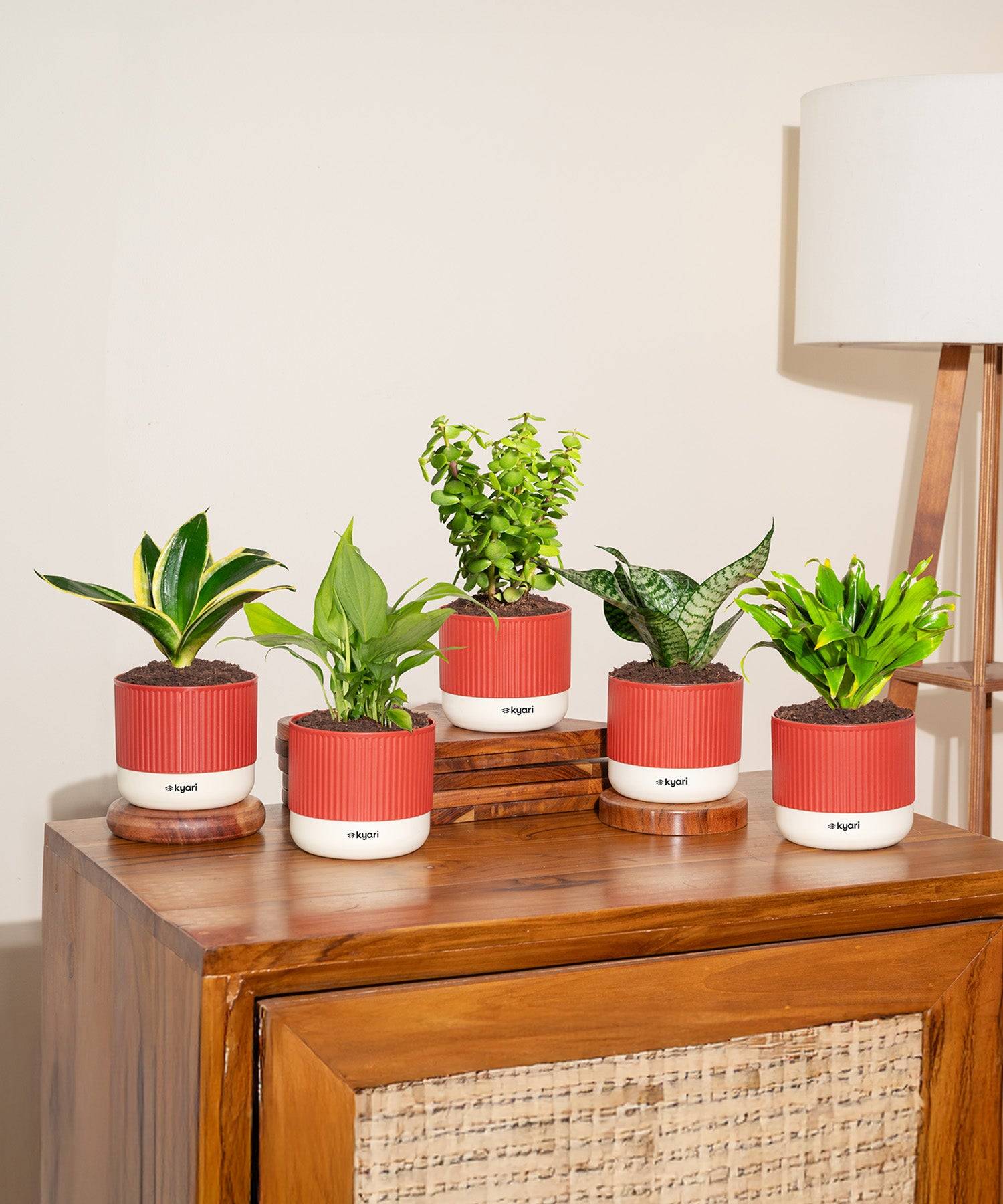 Set of 5 Mylo -Green Snake, Golden Hahnii Snake, Lucky Jade, Daracena Compacta, Peace Lily