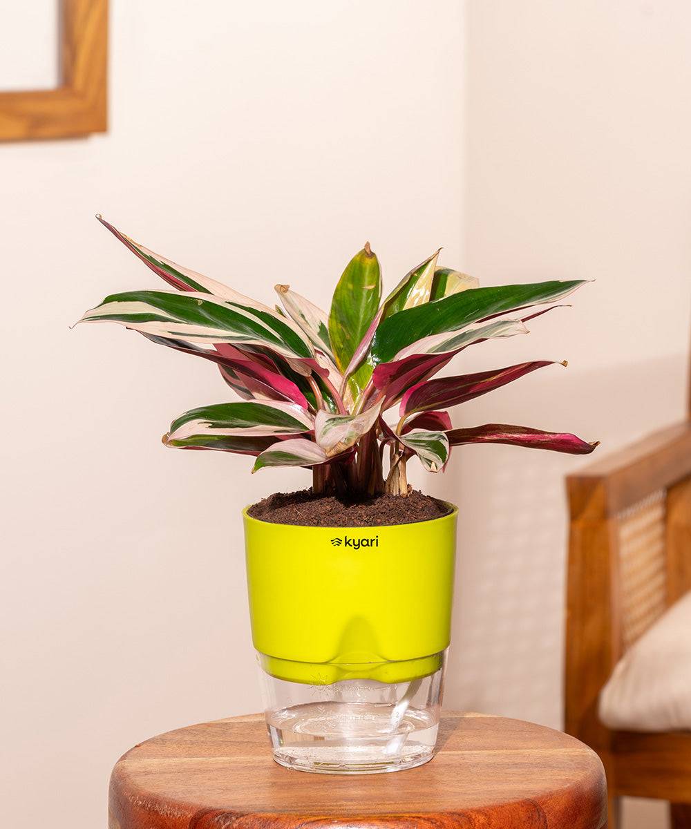 Calathea Triostar Plant With Self Watering Pot