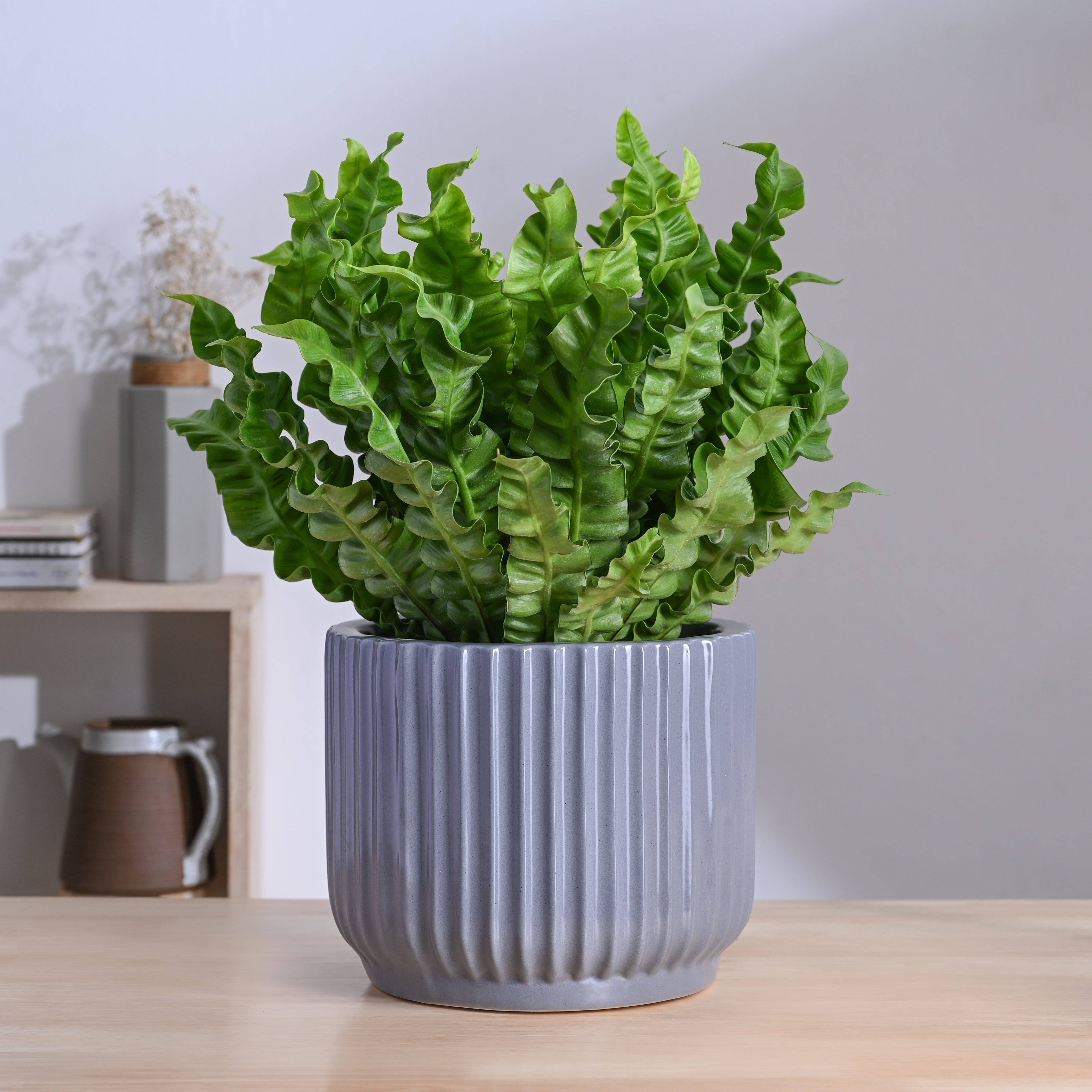 Phoenix Ceramic Pot (9.5 Inch Diameter)