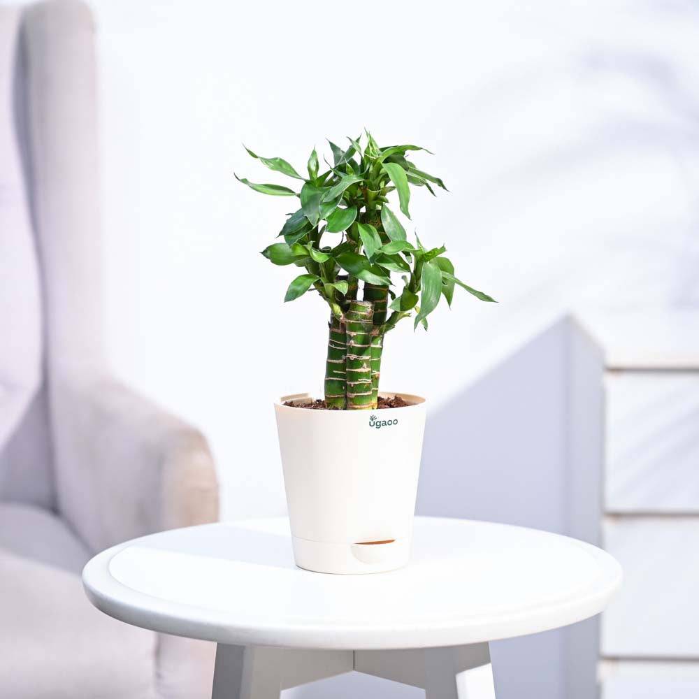 Lotus Bamboo Plant 3 sticks