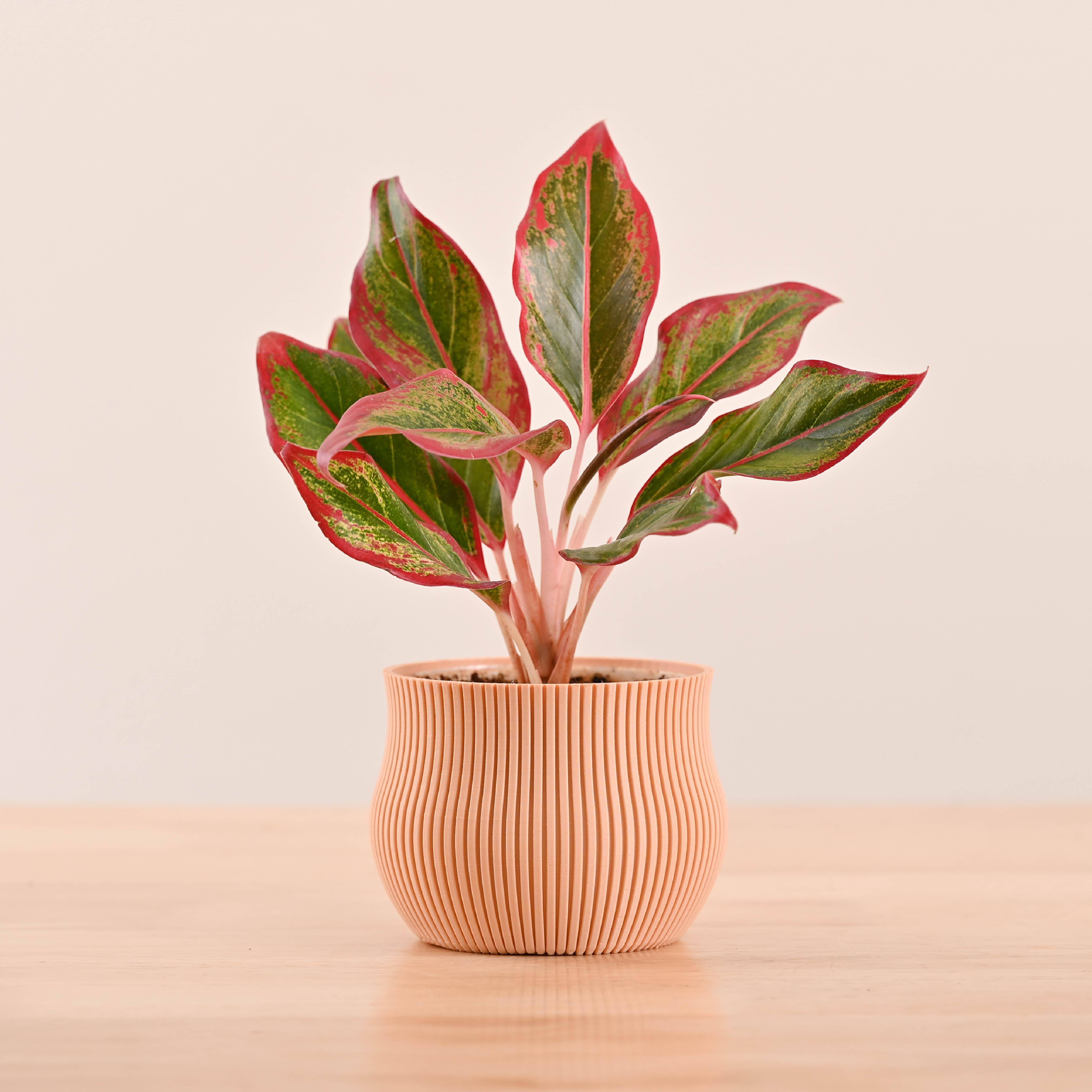 Crown Planter