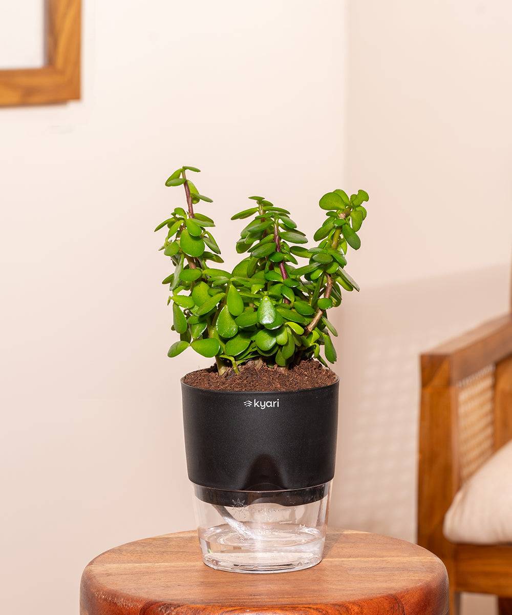 Lucky Jade Plant With Self Watering Pot
