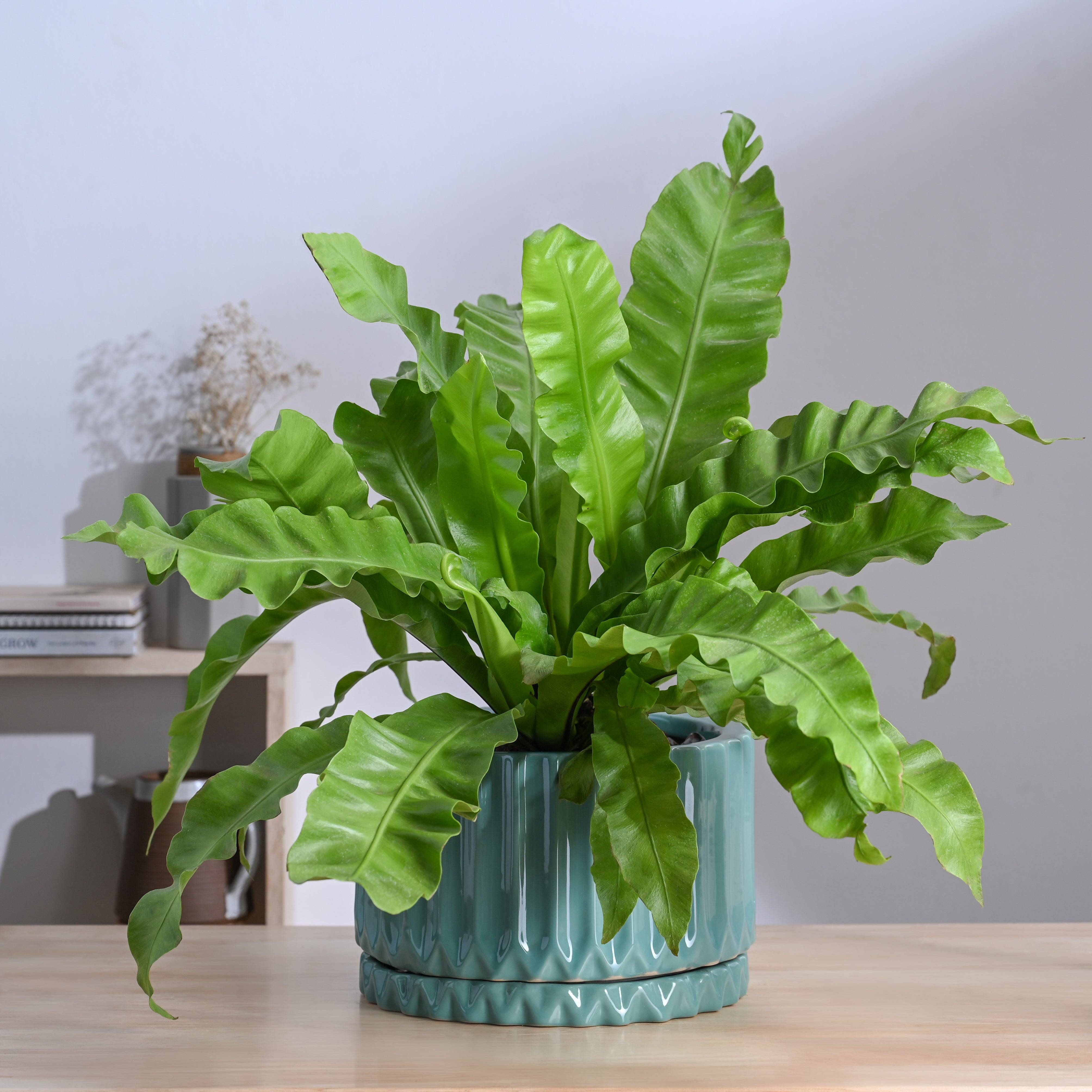 Fleeting Bliss Ceramic Planter