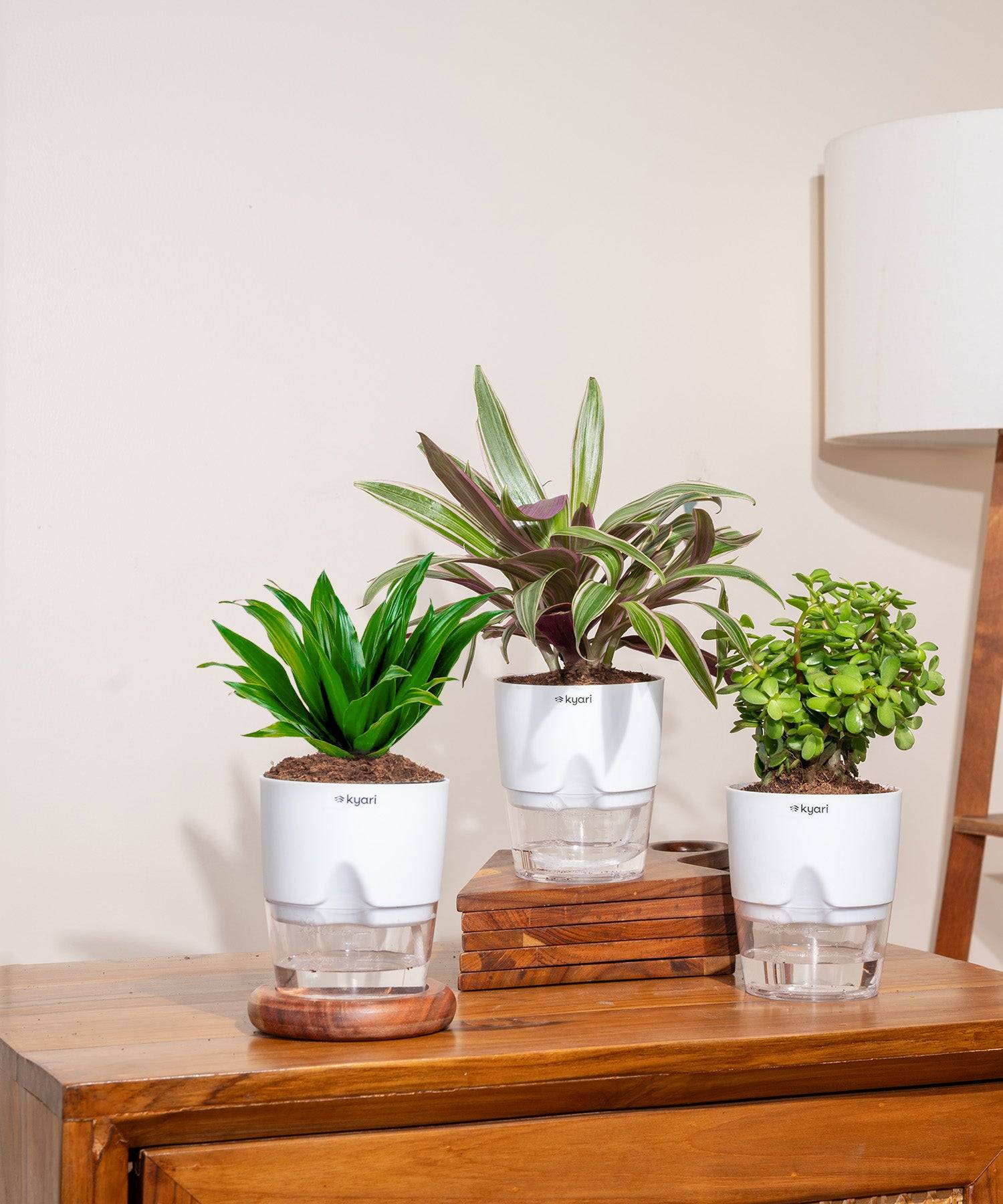Set of 3 - Dracaena Compacta, Rhoeo Tricolor & Lucky Jade Plant