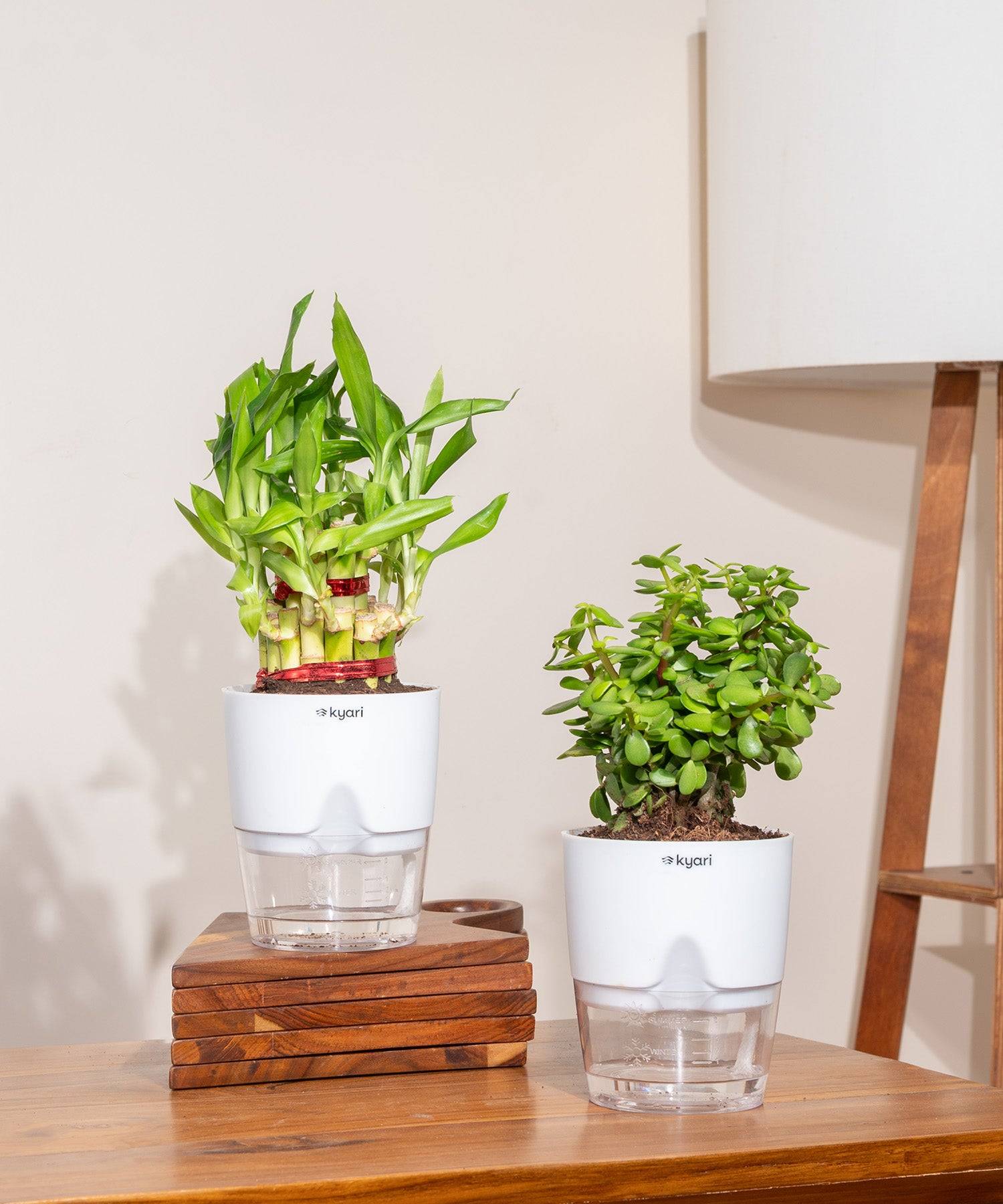 Set of 2 - Lucky Jade & Lucky Bamboo Plant