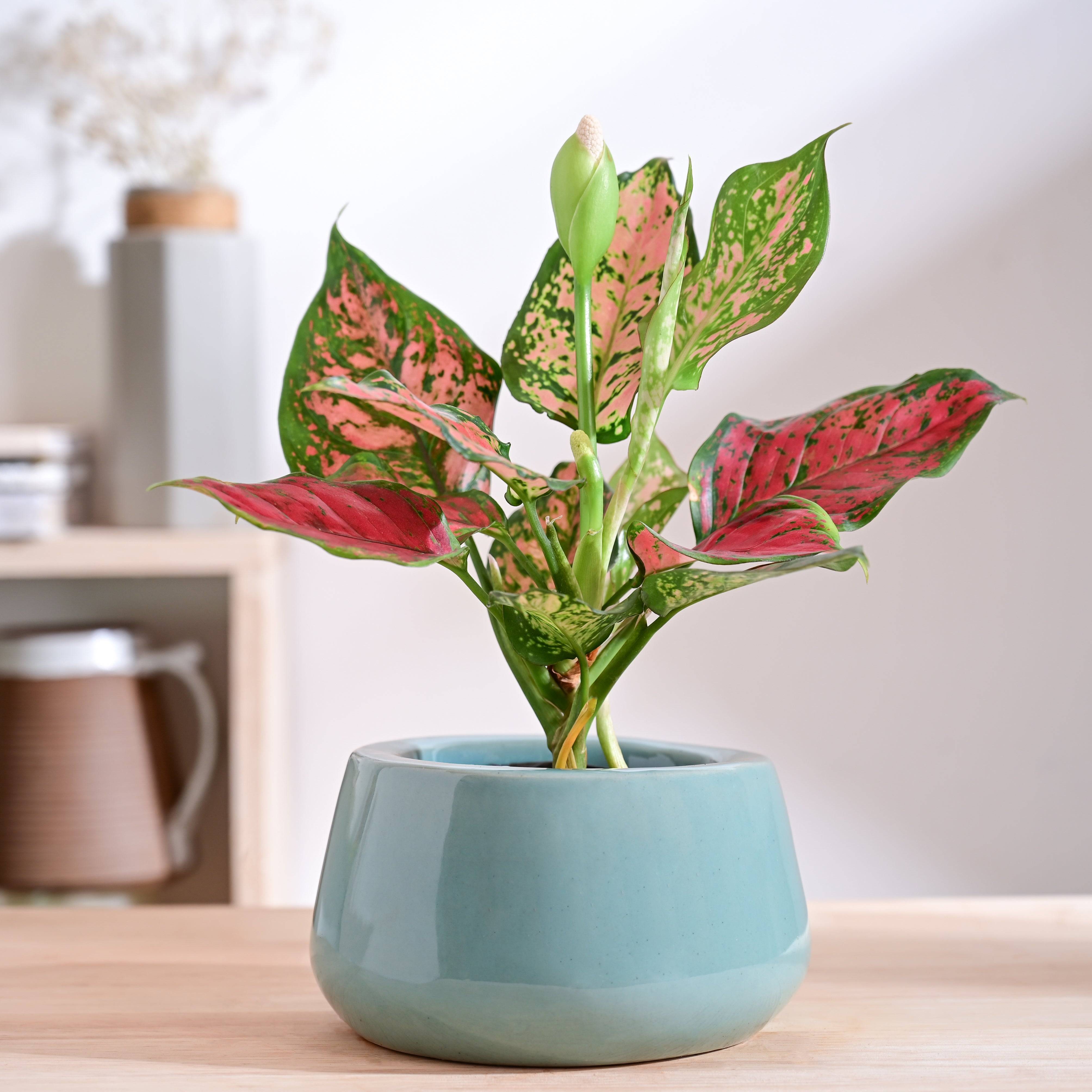 Tulip Fantasy Bowl Ceramic Planter