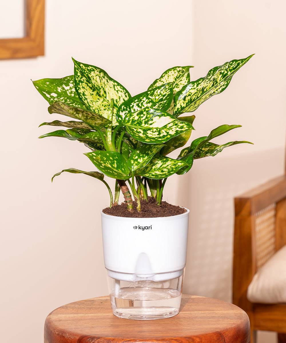 Aglaonema Snow White Plant With Self Watering Pot