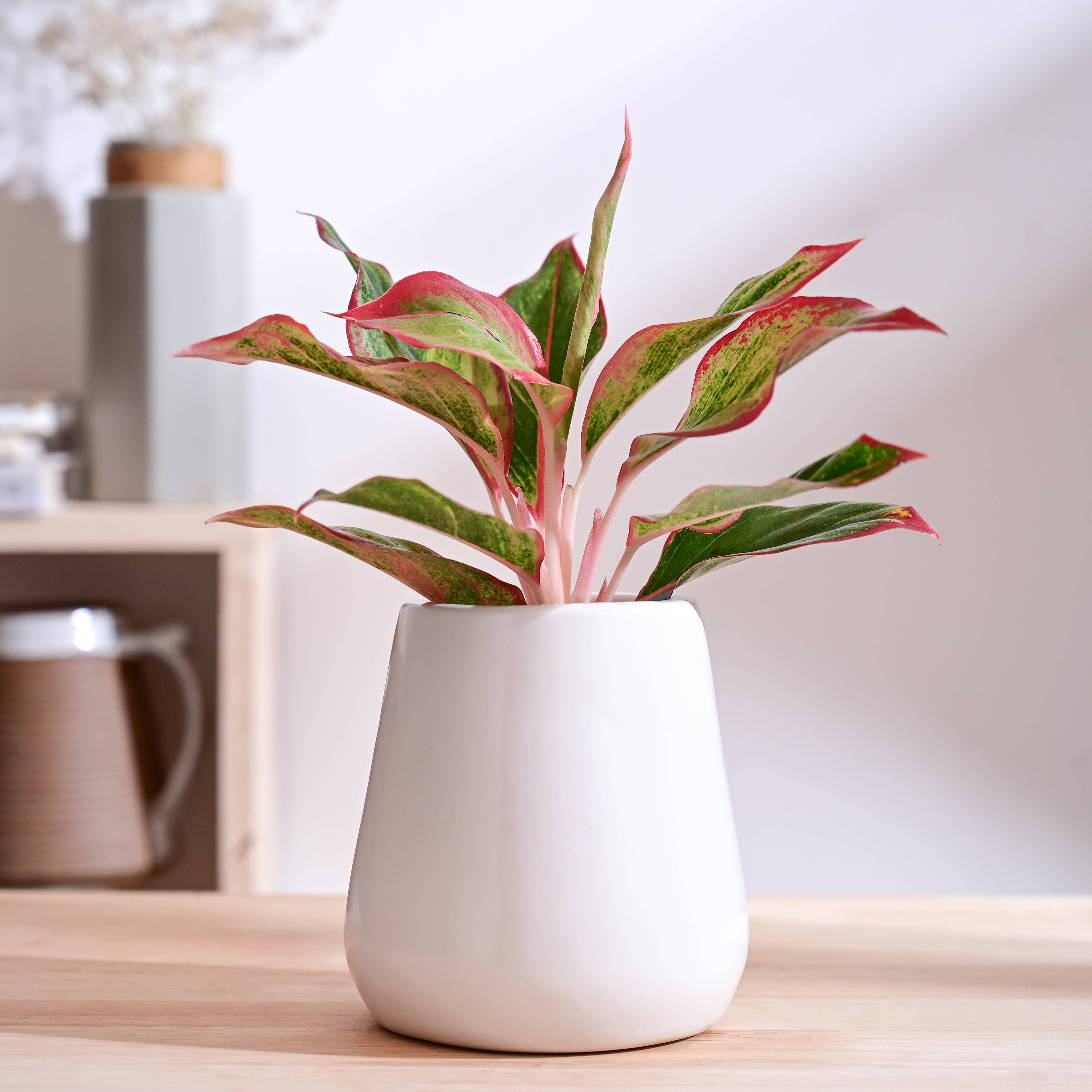 Tulip Fantasy Extra Small Ceramic Planter