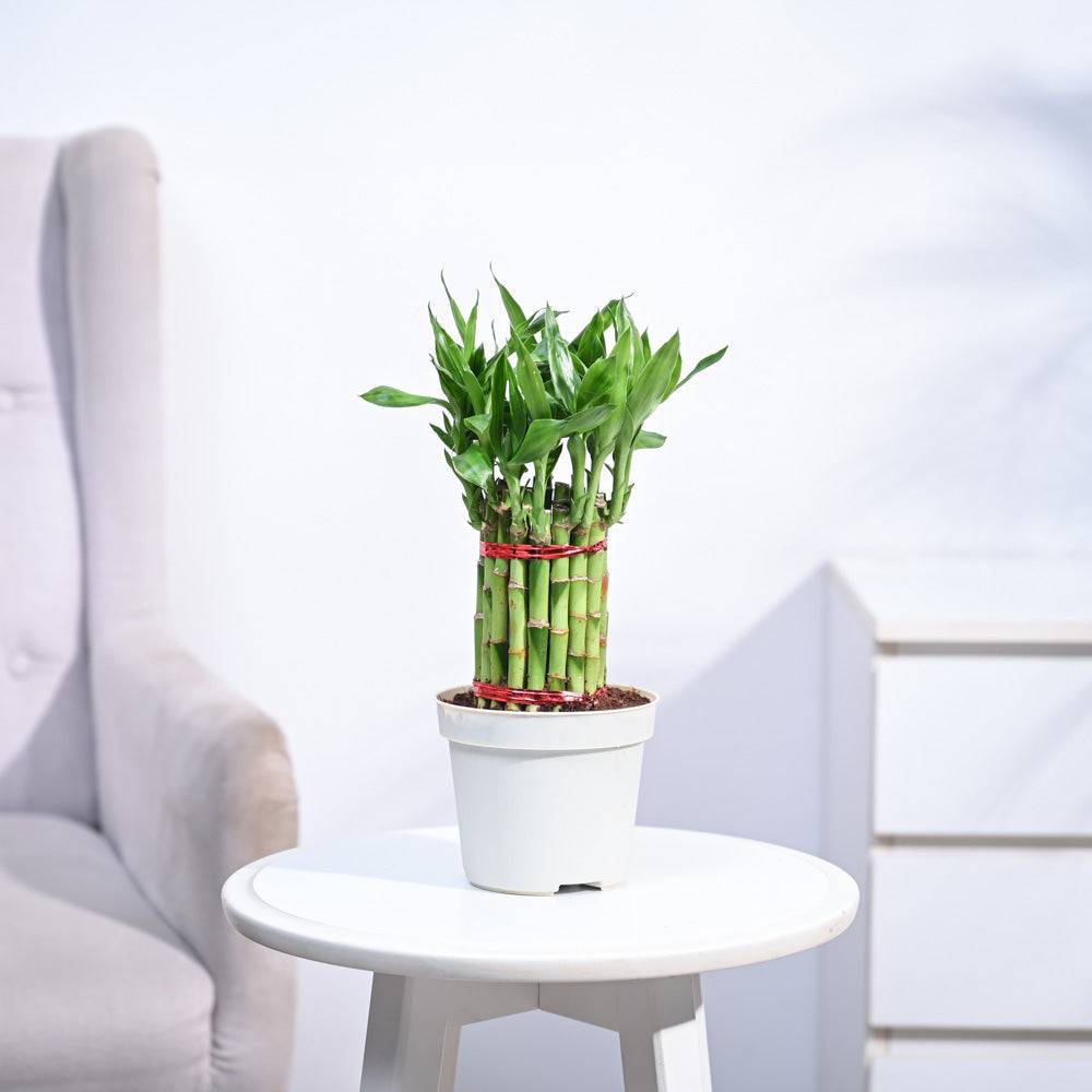 Lucky Bamboo Plant Medium