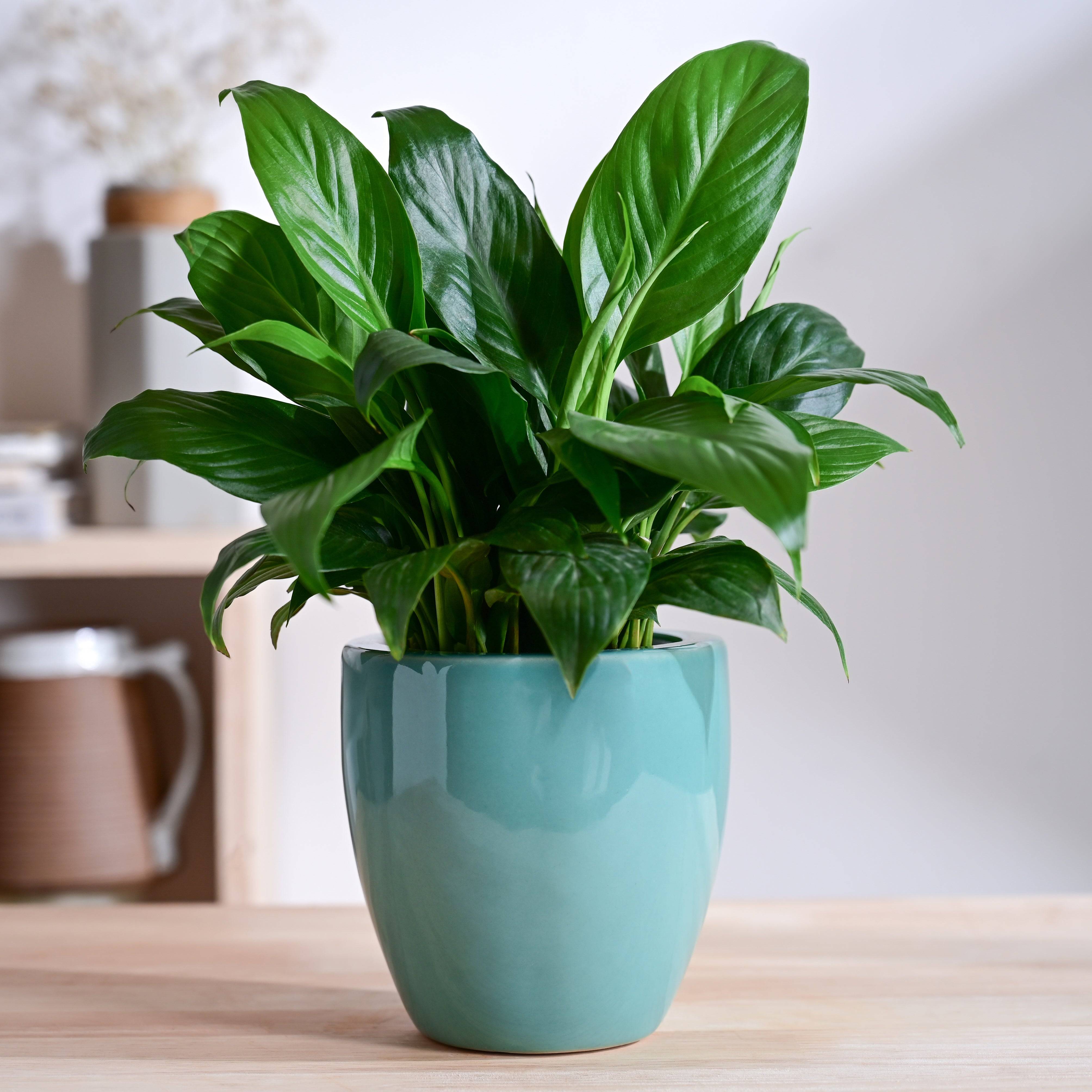 Nature's Hum Slim Ceramic Planter