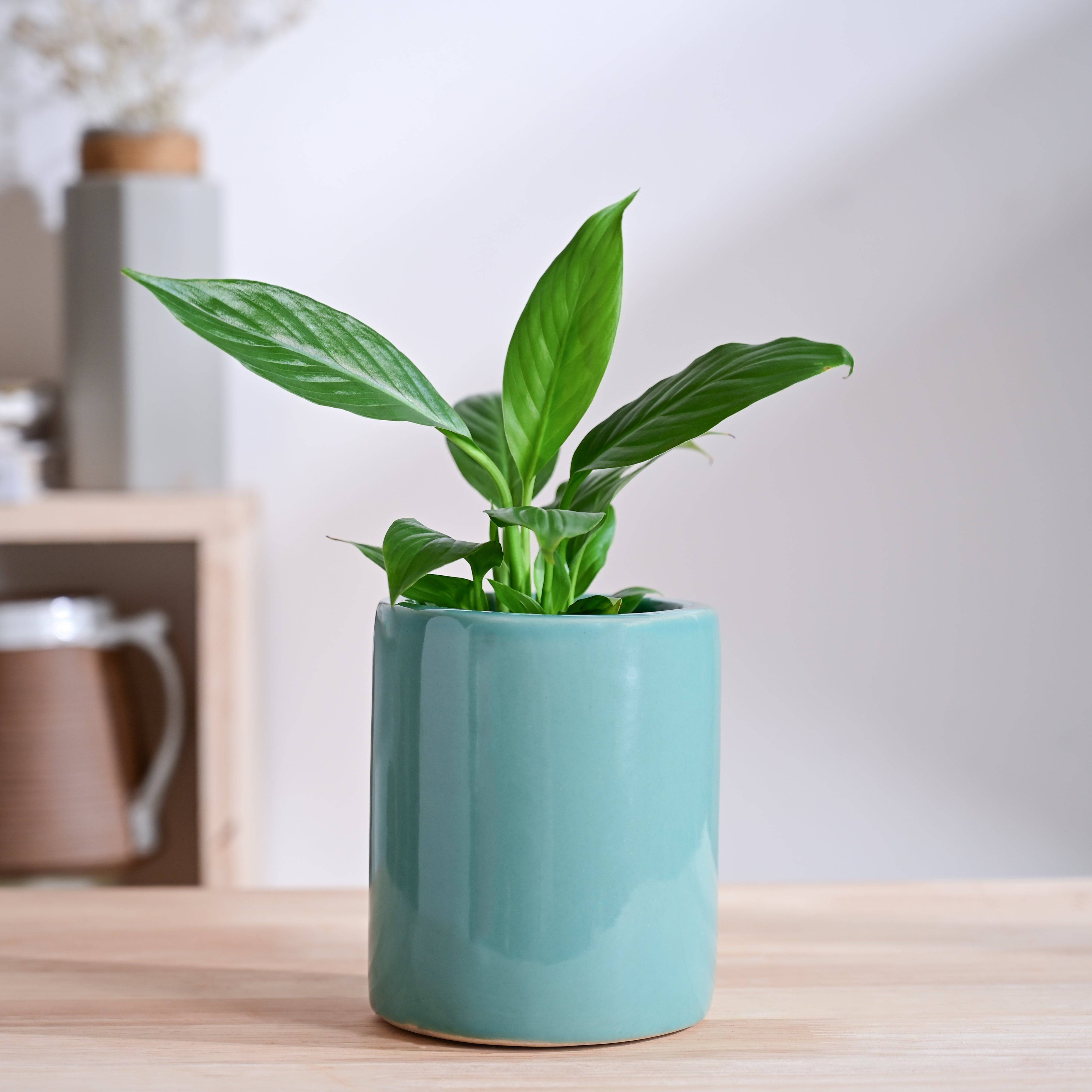 Lilac Stories Extra small Ceramic Planter