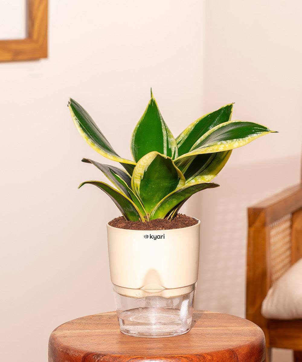 Golden Hahnii Snake Plant With Self Watering Pot