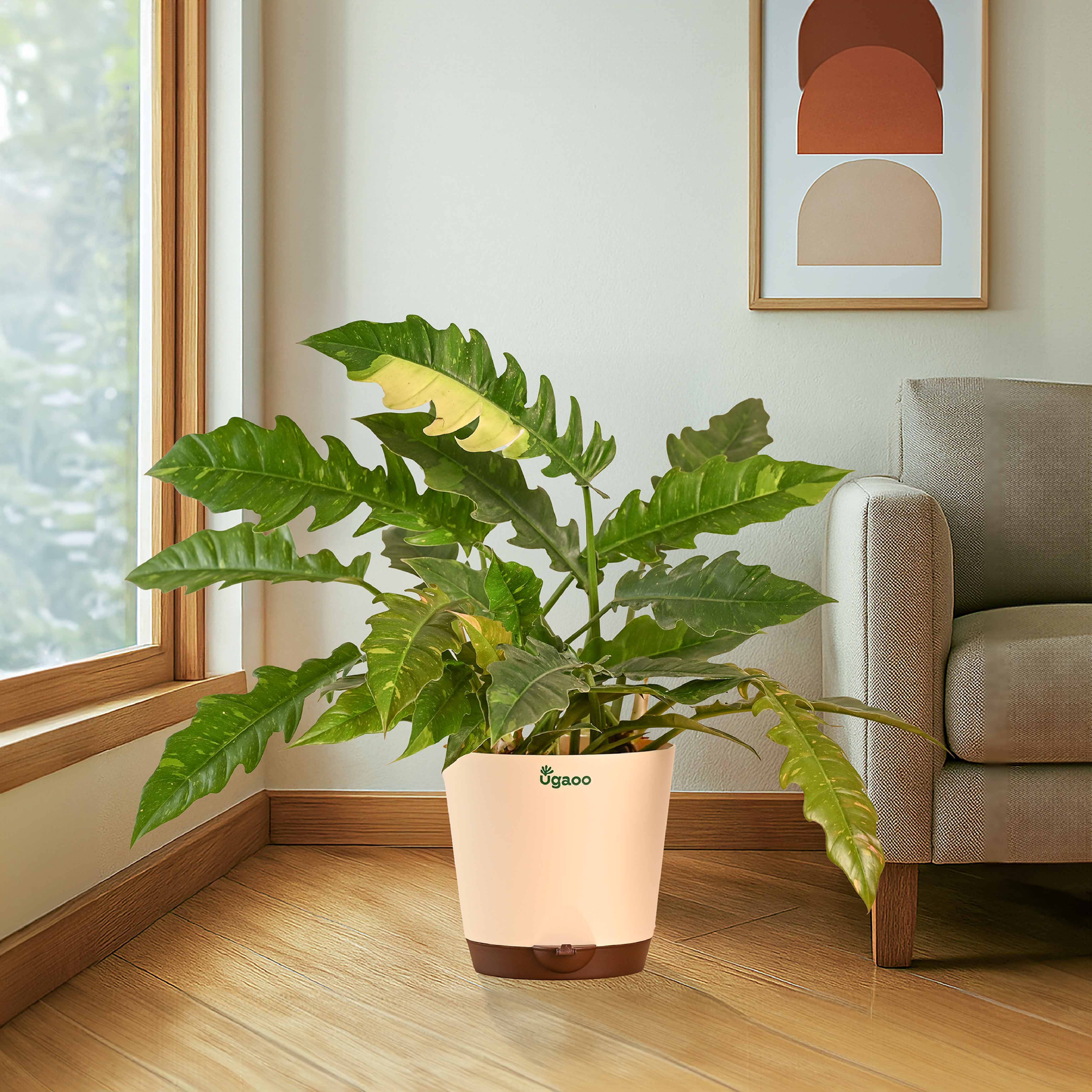 Philodendron Ring of Fire Variegated