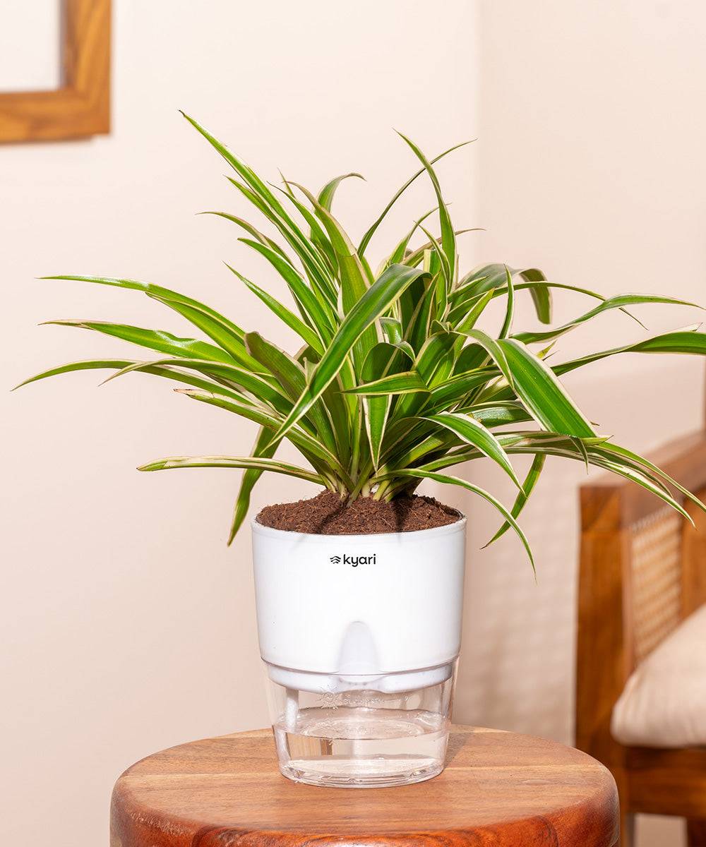 Spider Plant With Self Watering Pot