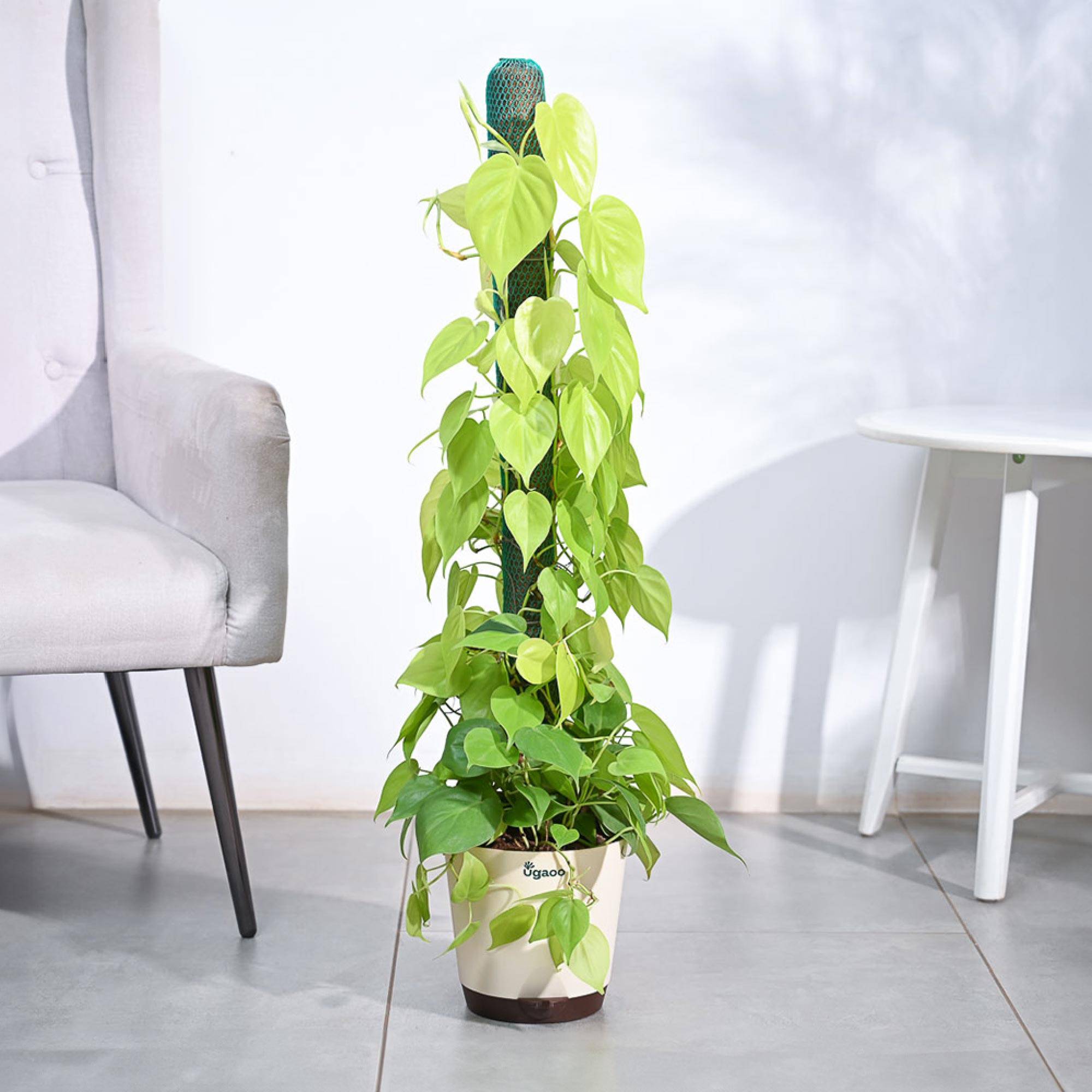 Philodendron Oxycardium Golden Plant with Moss Stick