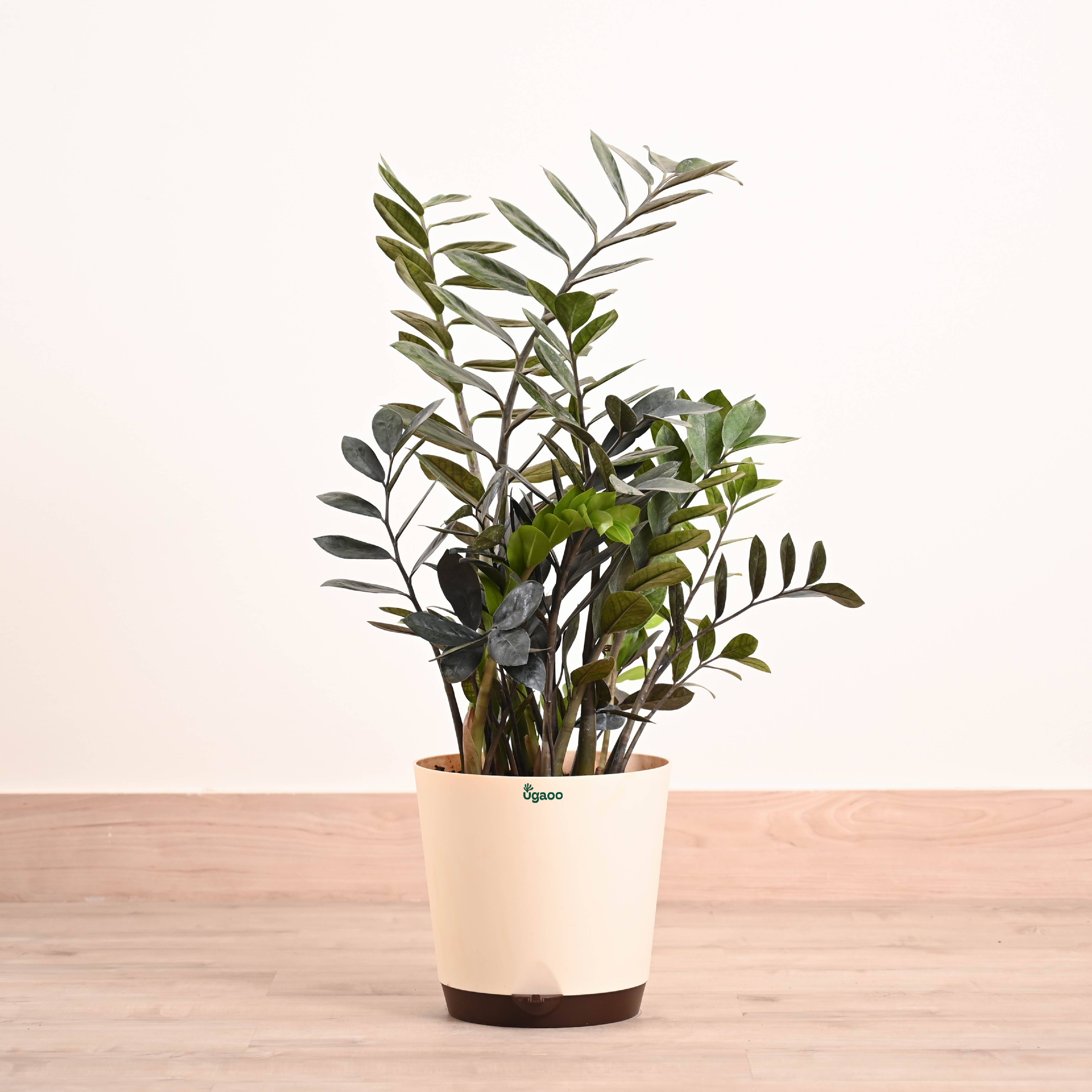 ZZ Black Plant - XL