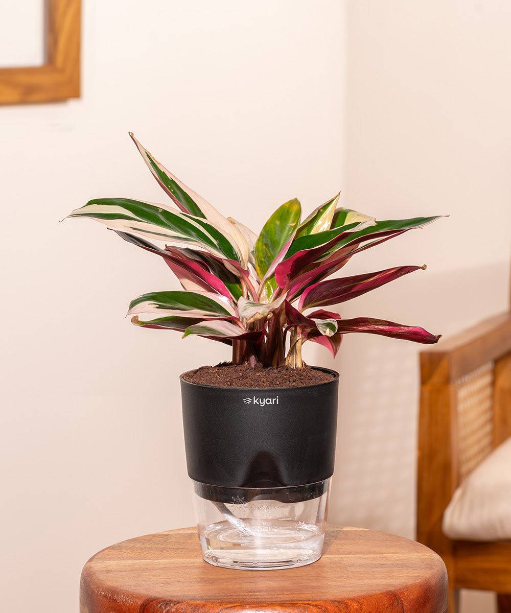 Calathea Triostar Plant With Self Watering Pot