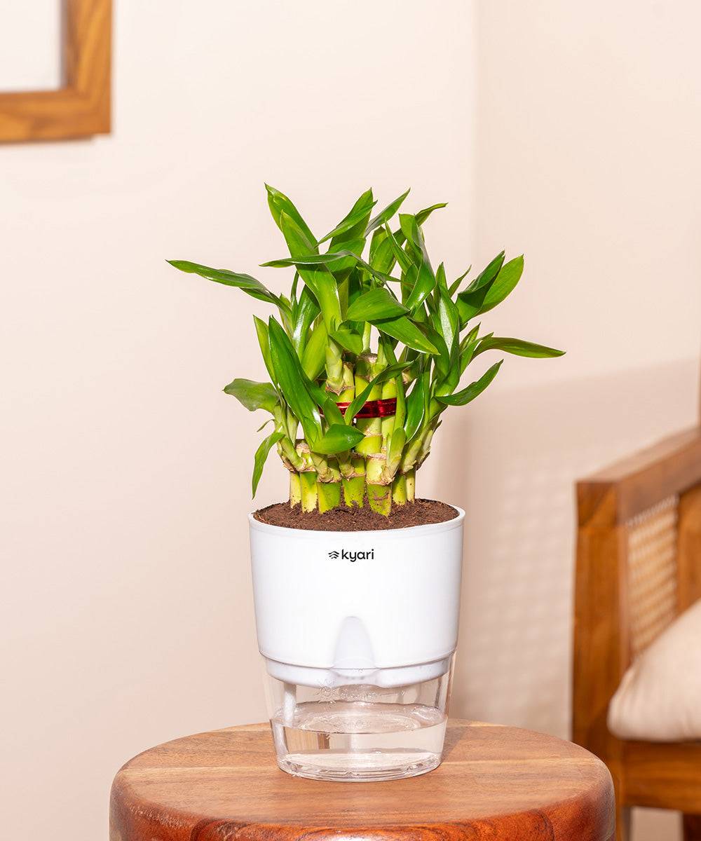 Lucky Bamboo Plant With Self Watering Pot