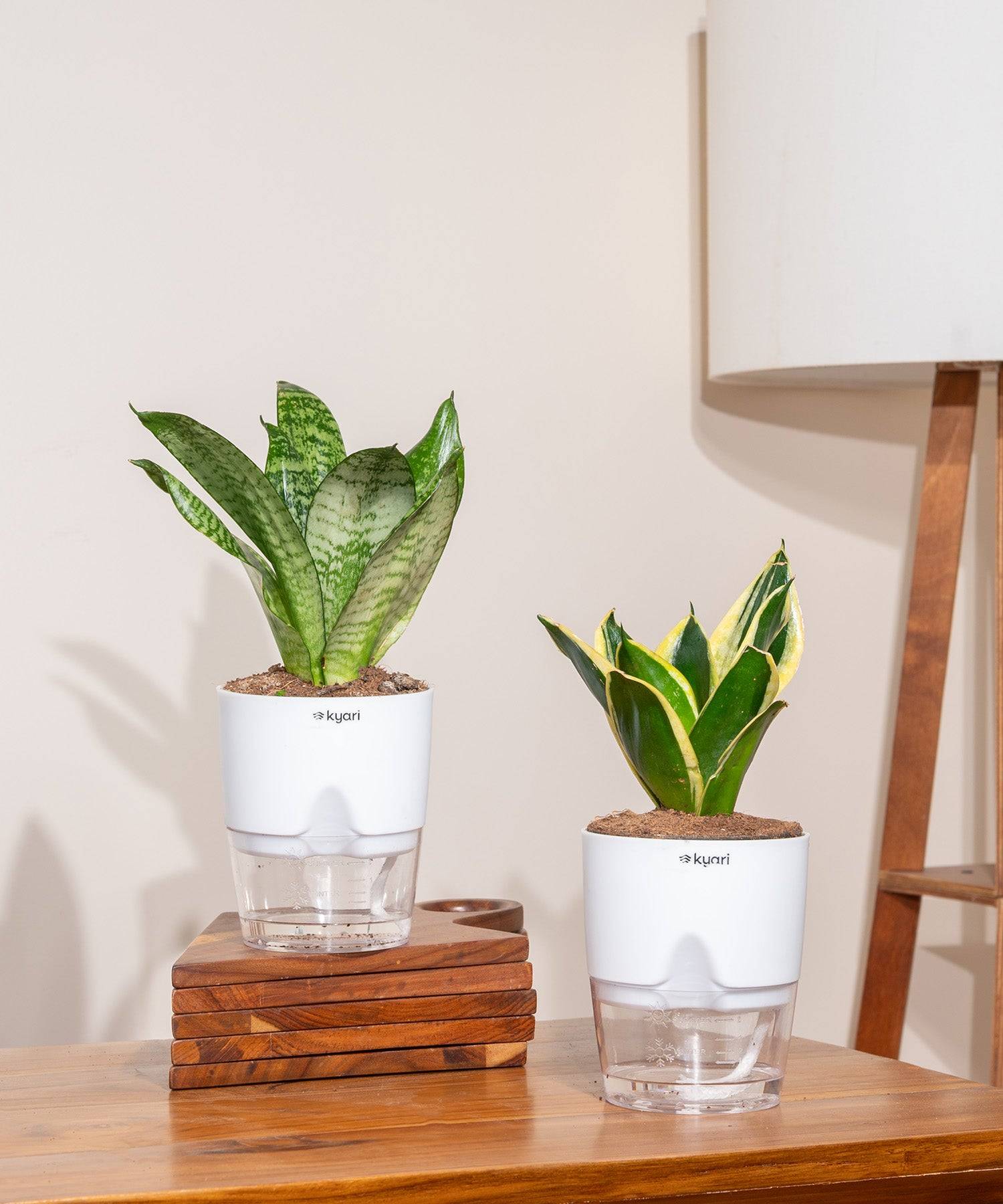 Set of 2 - Golden Hahnii Snake & Green Snake Plant