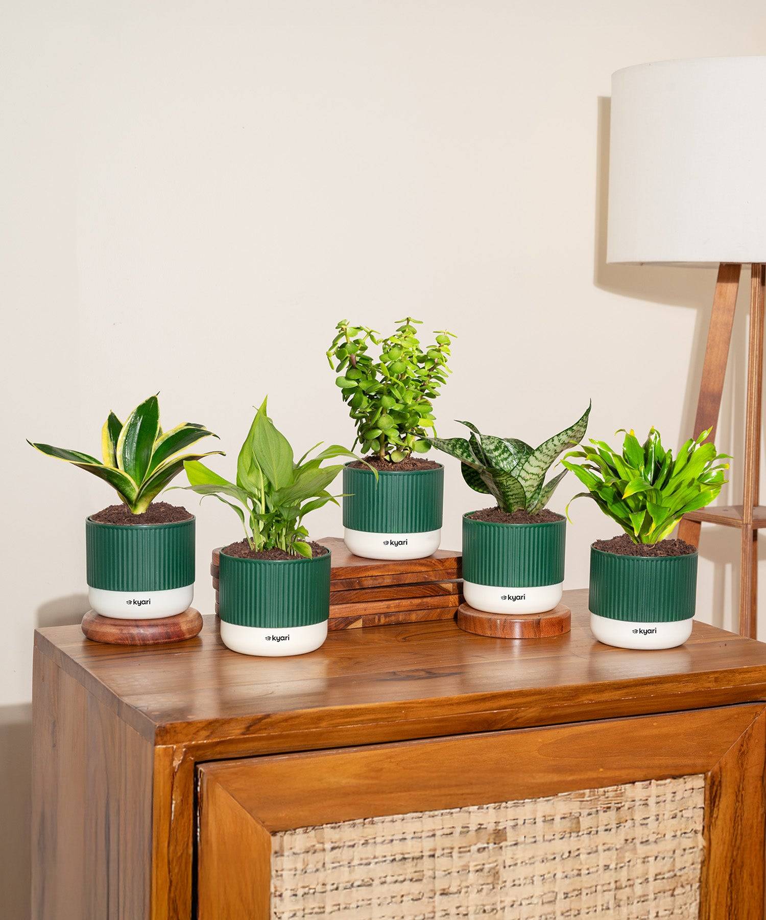 Set of 5 Mylo -Green Snake, Golden Hahnii Snake, Lucky Jade, Daracena Compacta, Peace Lily